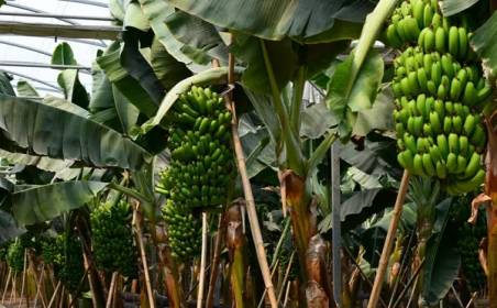 天游ty8国际物流为国外种植园水果进口效率加速